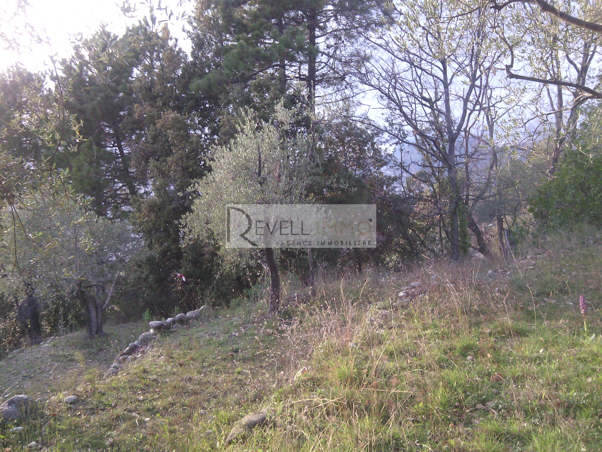 vente TERRAIN DE LOISIR AVEC OLIVIERS